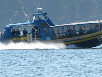 Whale Watching Boat