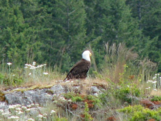 Bald Eagle