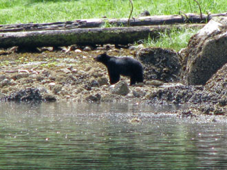 Bear at Kwatsi Bay