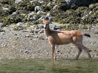 Deer at Bickley Bay