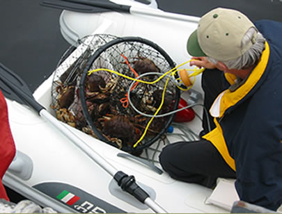 Crab catch in Alaska