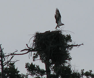 Osprey